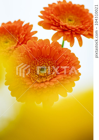 明亮的橙色非洲菊花 明亮的橙色非洲菊花 104310021