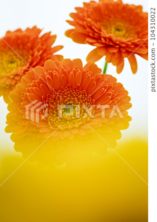 明亮的橙色非洲菊花 明亮的橙色非洲菊花 104310022