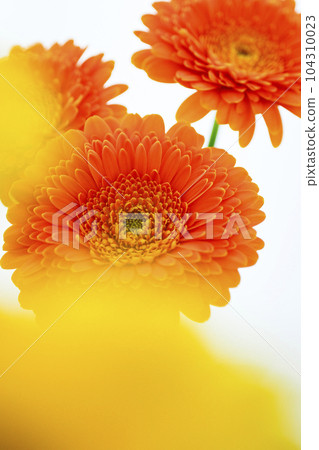 明亮的橙色非洲菊花 明亮的橙色非洲菊花 104310023