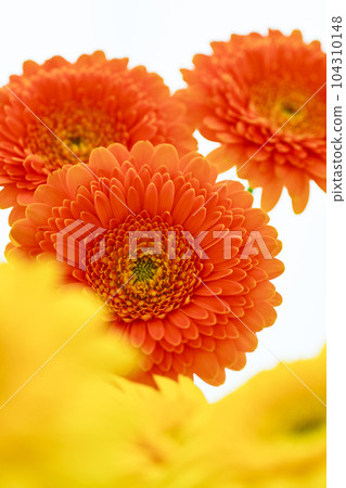 Bright orange and yellow gerbera flowers Bright orange and yellow gerbera flowers 104310148