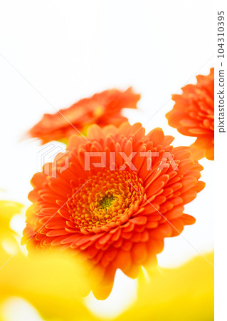 Bright orange and yellow gerbera flowers Bright orange and yellow gerbera flowers 104310395