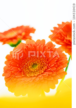 Bright orange and yellow gerbera flowers 104310419