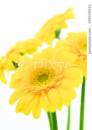 bright yellow gerbera flower bright yellow gerbera flower 104310541