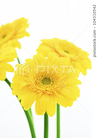 bright yellow gerbera flower bright yellow gerbera flower 104310542