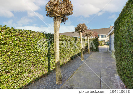 a tree in the middle of a sidewalk with bushes on both sides and a blue sky overhead over the top 104310628