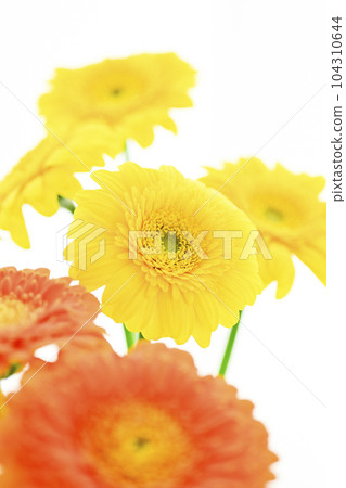 明亮的黃色和橙色非洲菊花 104310644