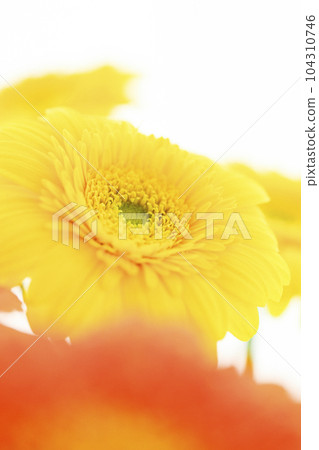 Bright yellow and orange gerbera flowers Bright yellow and orange gerbera flowers 104310746