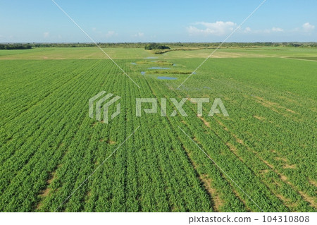 Aerial image of Homestead, Florida agricultural area near Everglades. 104310808