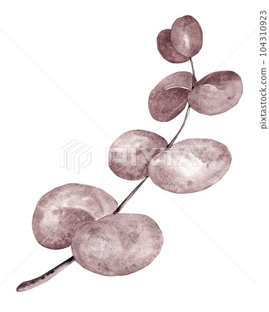 Eucalyptus grey-purple. Sprig of eucalyptus in watercolor for your design Eucalyptus grey-purple. Sprig of eucalyptus in watercolor for your design 104310923