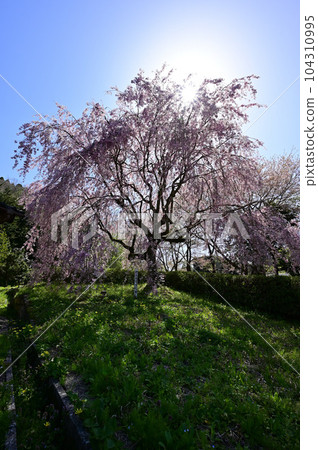Weeping cherry tree 104310995