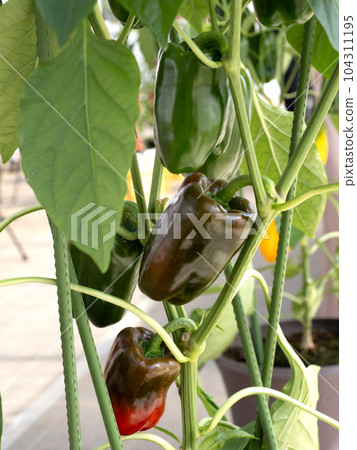 彩色辣椒的種植 104311195