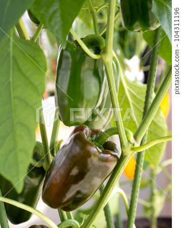 彩色辣椒的種植 104311196