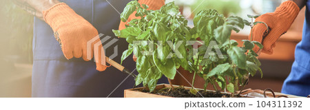 Partners working with plant in square pot Partners working with plant in square pot 104311392