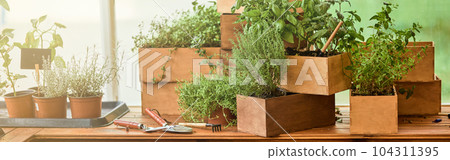 Spicy herbs assortment growing in wooden pots on table Spicy herbs assortment growing in wooden pots on table 104311395