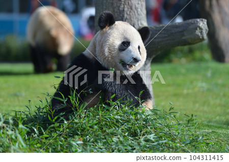 梅濱美味地吃著竹子 104311415