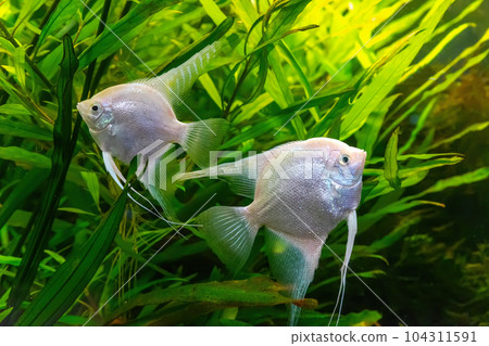 Tropical fish Pterophyllum scalare altum, angelfish swimming in aquarium with green seaweed. Tropical fish Pterophyllum scalare altum, angelfish swimming in aquarium with green seaweed. 104311591