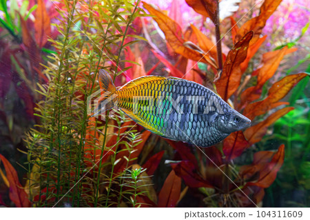 Boeseman's rainbowfish, Melanotaenia boesemani swimming in aquarium water wtih green algae 104311609