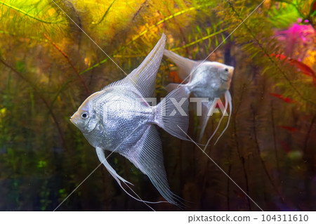 Tropical fish Pterophyllum scalare altum, angelfish swimming in aquarium with green seaweed. 104311610