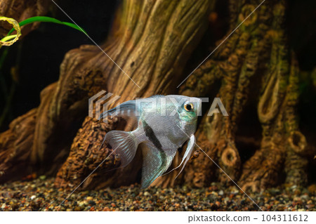 Tropical fish Pterophyllum scalare altum, angelfish swimming in aquarium with wooden decor. Tropical fish Pterophyllum scalare altum, angelfish swimming in aquarium with wooden decor. 104311612