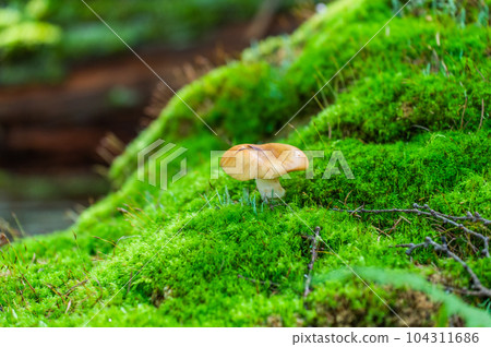 Okunikko Odashirogahara Stroll Okunikko Odashirogahara Stroll 104311686