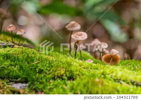 奧日光小田代原漫步 104311709