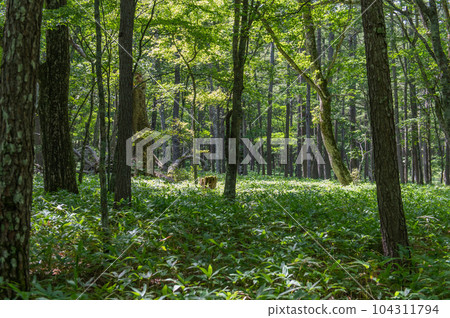 Okunikko Odashirogahara Stroll 104311794