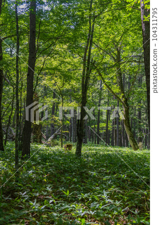 Okunikko Odashirogahara Stroll 104311795