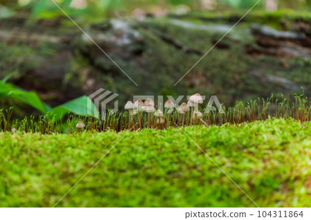 奧日光小田代原漫步 104311864