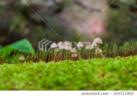 奧日光小田代原漫步 104311865