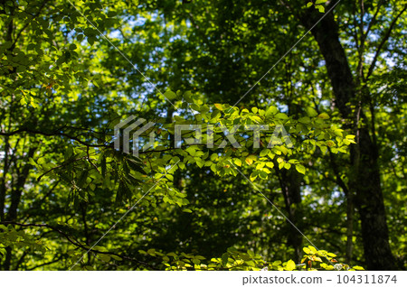 Okunikko Odashirogahara Stroll 104311874