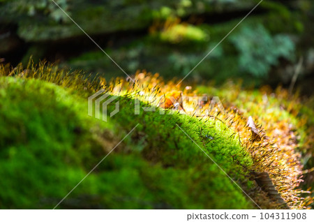 Okunikko Odashirogahara Stroll Okunikko Odashirogahara Stroll 104311908