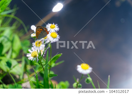 花瓣和蝴蝶 花瓣和蝴蝶 104312017