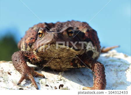 blue sky and toad 104312433