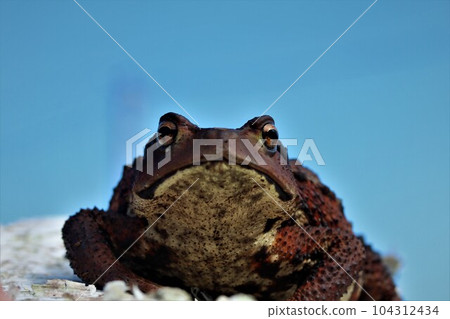 blue sky and toad 104312434