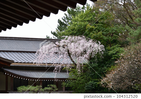 熱田神宮、西官/帝國大使館前的櫻花 104312520