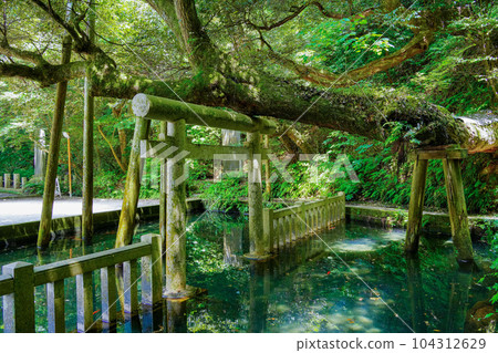 (Ibaraki Prefecture) Kashima Shrine/Mitarai Pond (Ibaraki Prefecture) Kashima Shrine/Mitarai Pond 104312629
