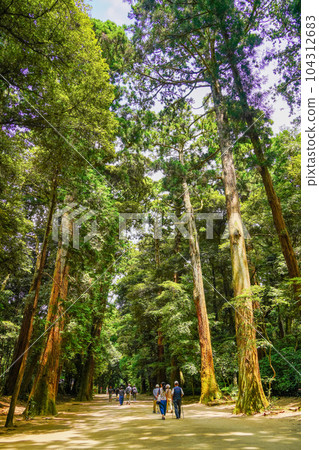(茨城縣)參拜者沿著鹿島神社參道行走 (茨城縣)參拜者沿著鹿島神社參道行走 104312683