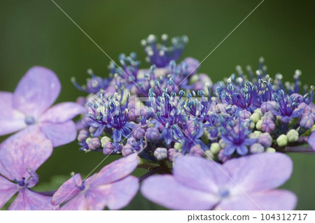 紫色繡球花的兩性花 104312717