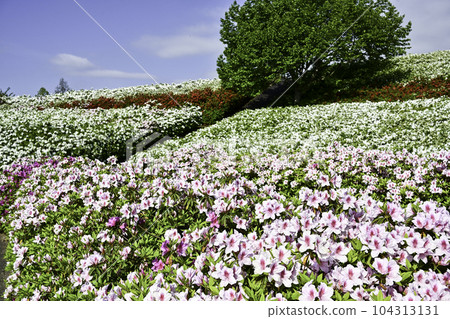Daijoji Kyuryo Park where azaleas are in full bloom 104313131