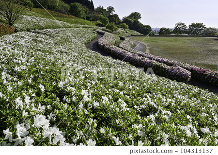 Daijoji Kyuryo Park where azaleas are in full bloom Daijoji Kyuryo Park where azaleas are in full bloom 104313137