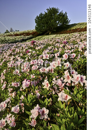 Daijoji Kyuryo Park where azaleas are in full bloom 104313146