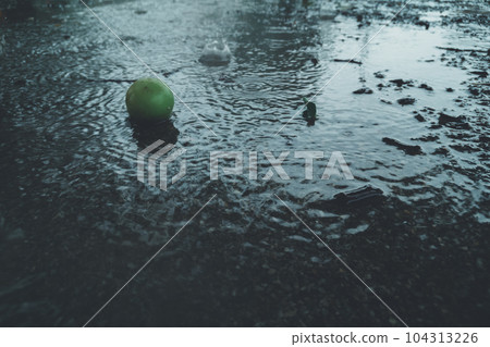 梅子 青梅 水果 104313226