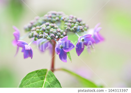 Hydrangea Maihime 104313397