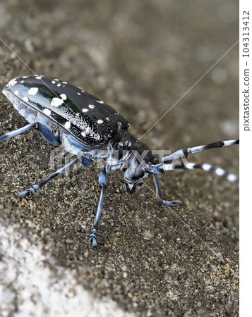 Long-horned beetle walking on the wall Long-horned beetle walking on the wall 104313412