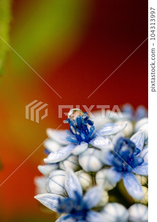 Hydrangea enjoying the rain 104313997