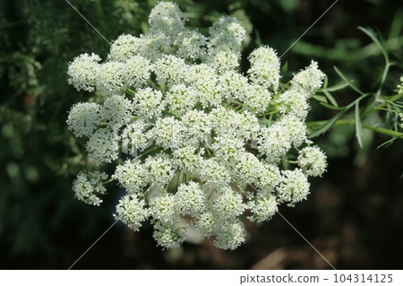 小白花阿米·馬尤斯 104314125