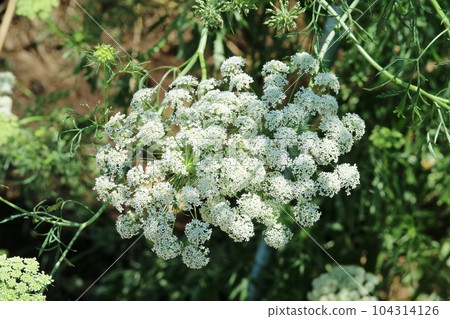 small white flower ammi mayus 104314126