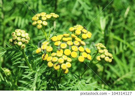 very small chrysanthemum mugwort chrysanthemum 104314127