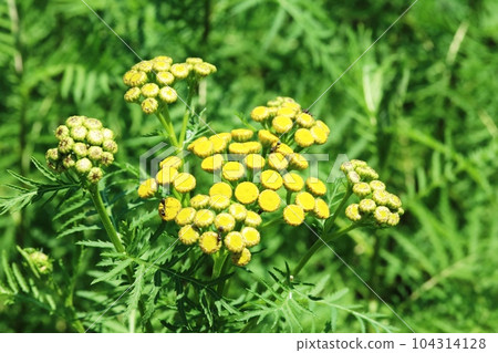 非常小的菊花 艾菊 104314128