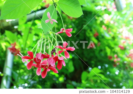 Shikunshi (Shikunshi) blooming in a greenhouse in summer Shikunshi (Shikunshi) blooming in a greenhouse in summer 104314129
